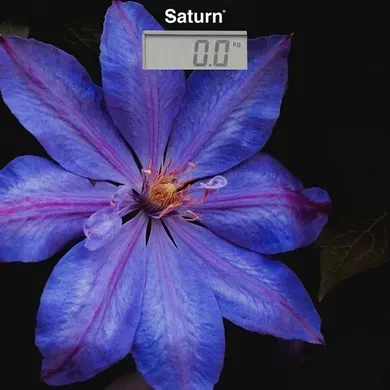 Ваги підлогові SATURN ST-PS0287